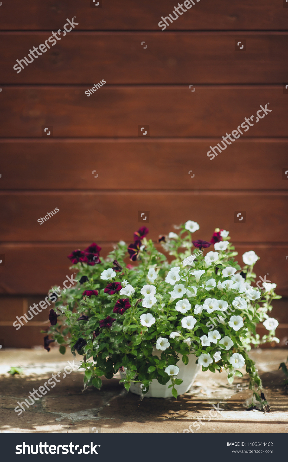 White and red petunia blooms in a pot, on a wooden background. Home flowers in the garden. Blooming and blooming. #1405544462