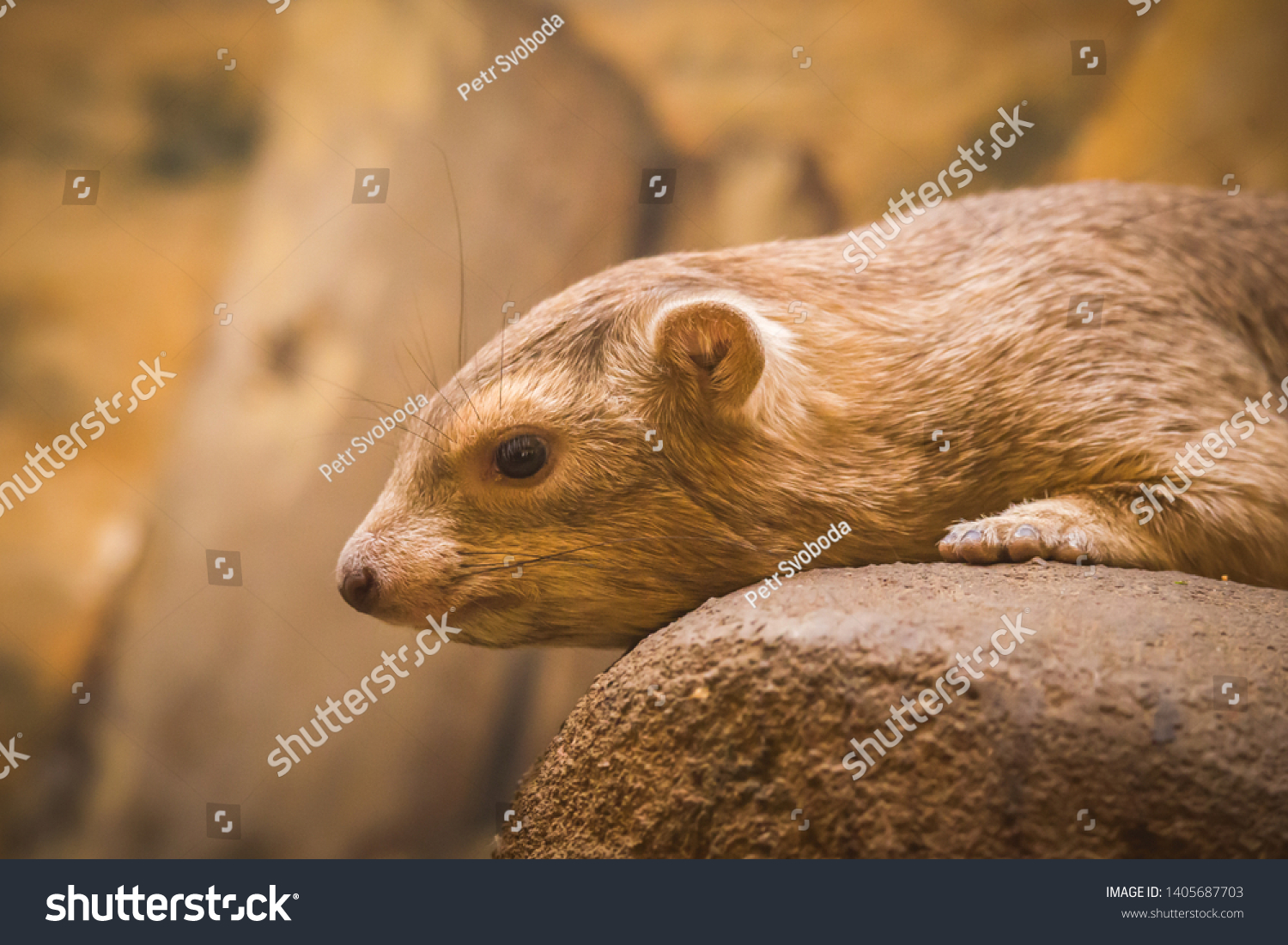 Common Rock Hyrax - Procavia capensis, mammal from African mountains, Namibia. #1405687703