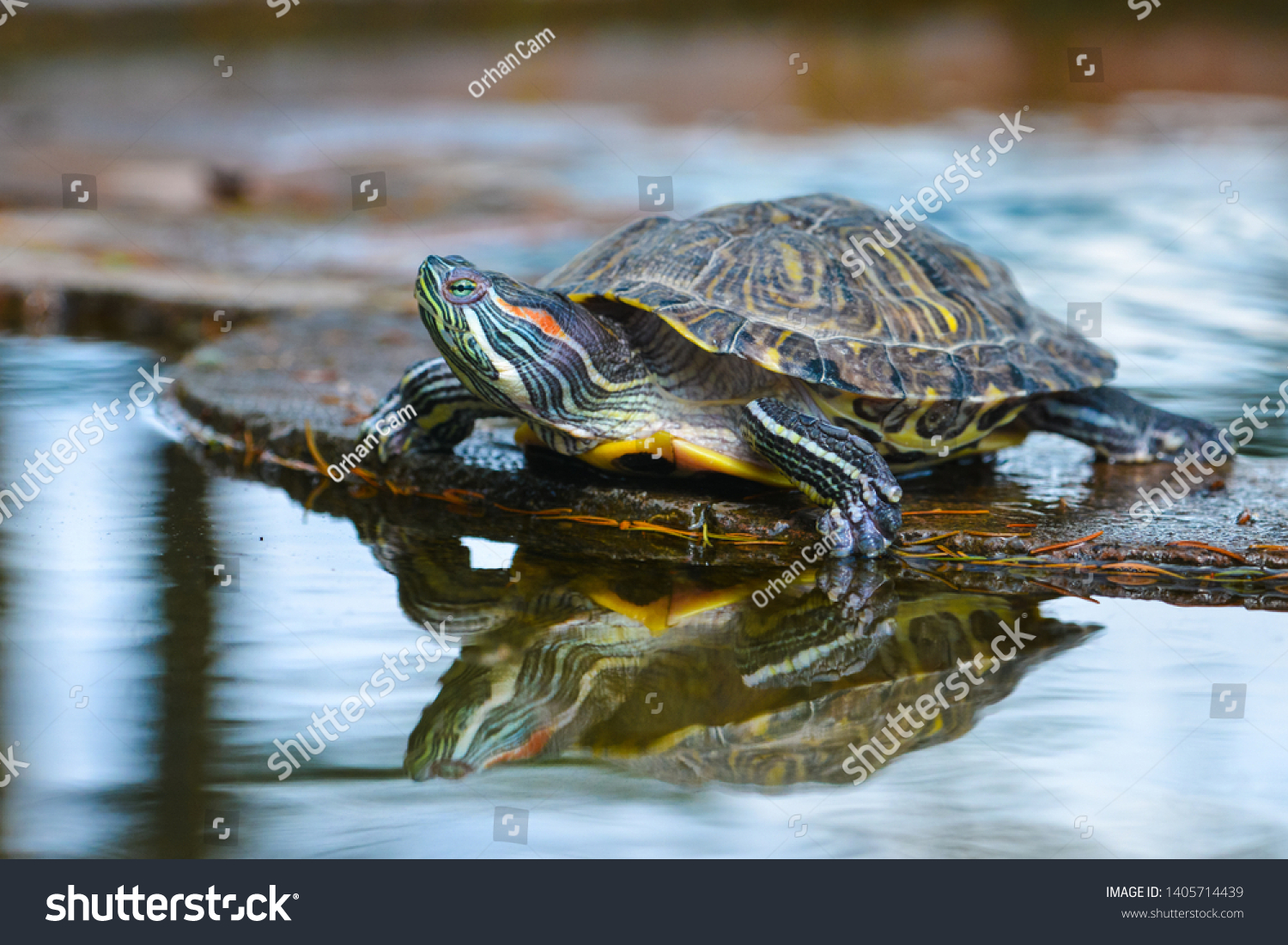 Water turtle gets sun bath in a pond #1405714439