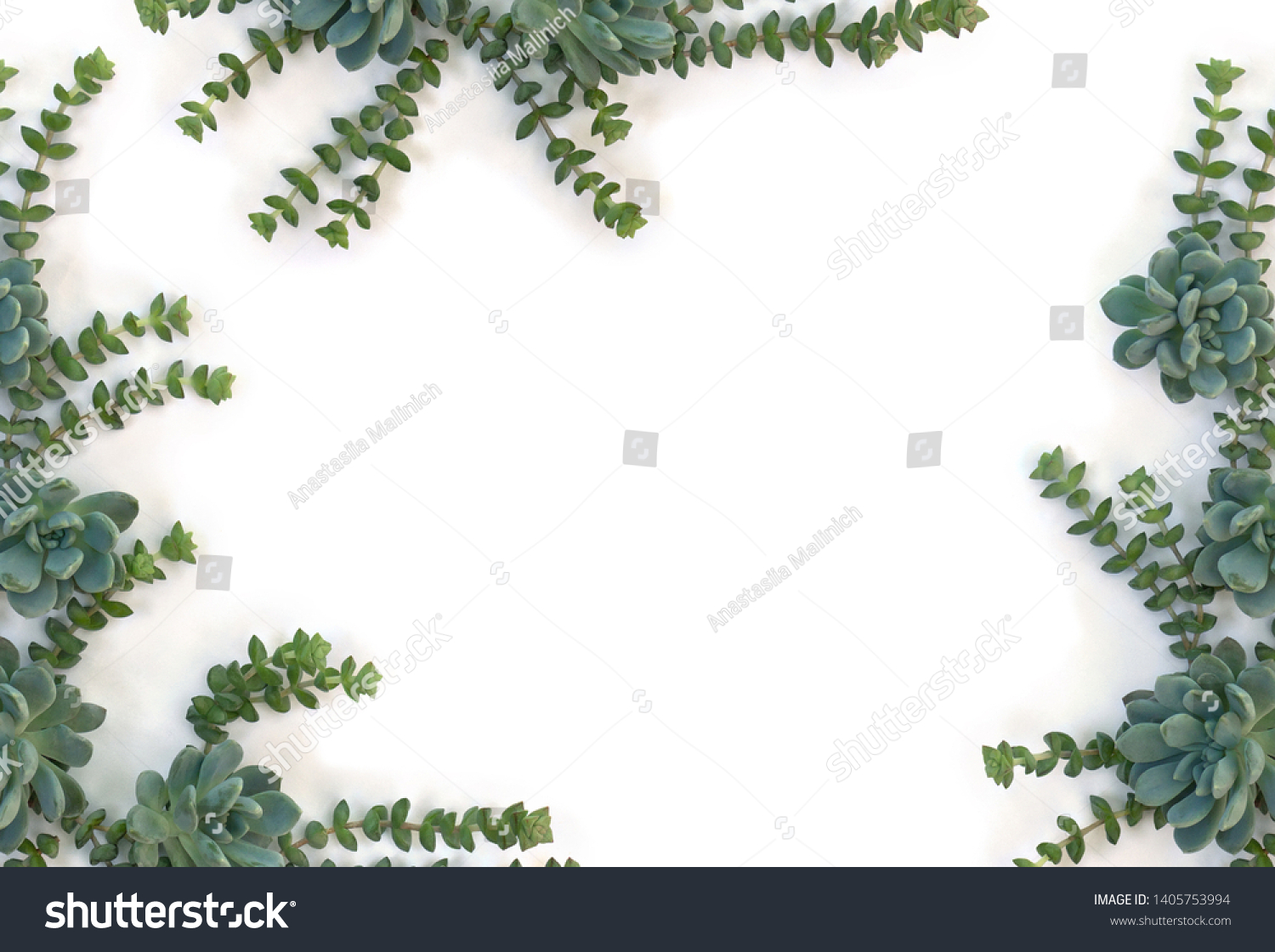 Creative frame of green blue succulents on a white background with space for text. Top view, flat lay  #1405753994
