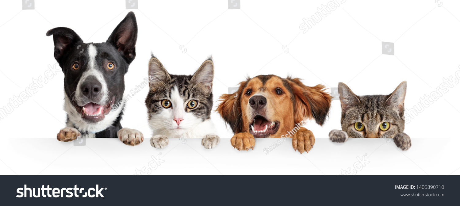 Funny happy dogs and cats peeking over blank white web banner or social media cover with paws hanging over #1405890710