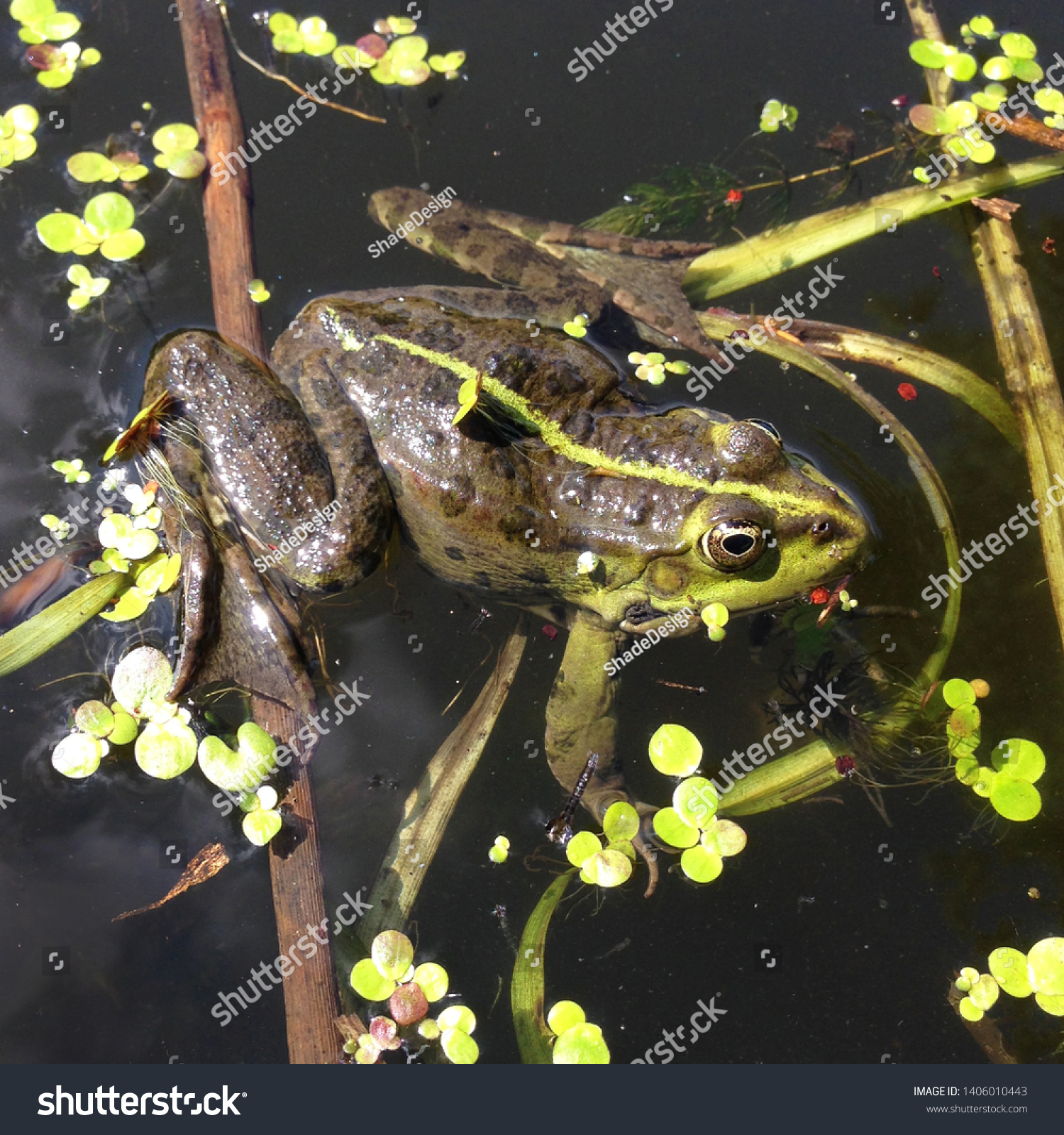 Macro photo nature amphibian marsh frog. The animal Green Toad sits on in water. Texture background frog toad on the water surface #1406010443