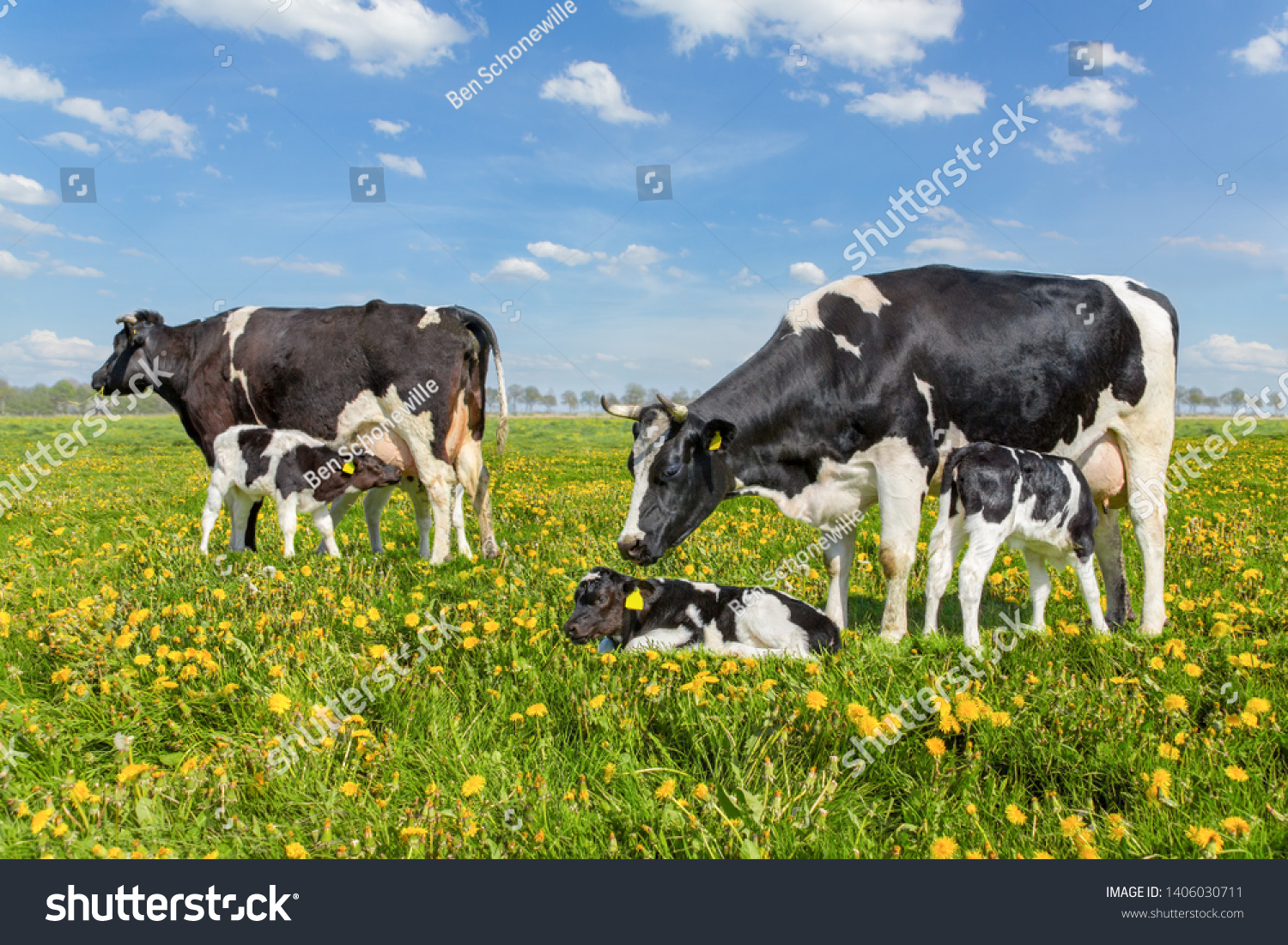 Two mother cows with drinking calves in european pasture #1406030711