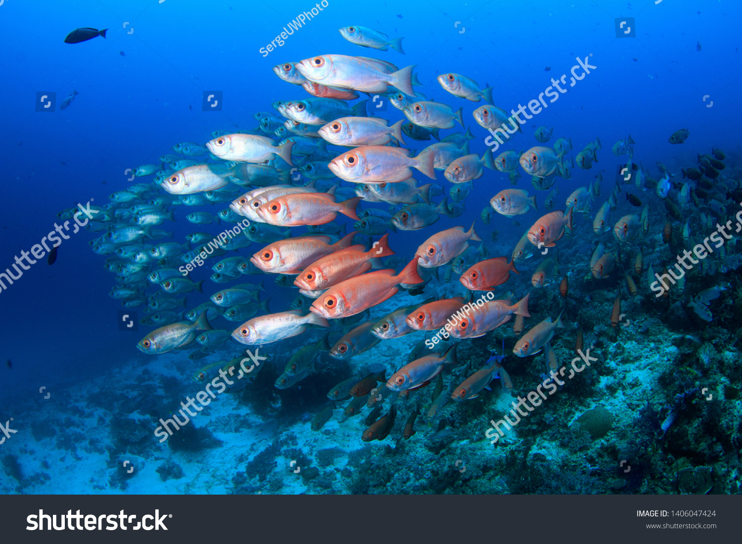 A shoal of schooling red silver big eye fish in a dense formation in the clear blue water on a scuba dive in Raja Ampat, Indonesia ... diving holidays at its best #1406047424