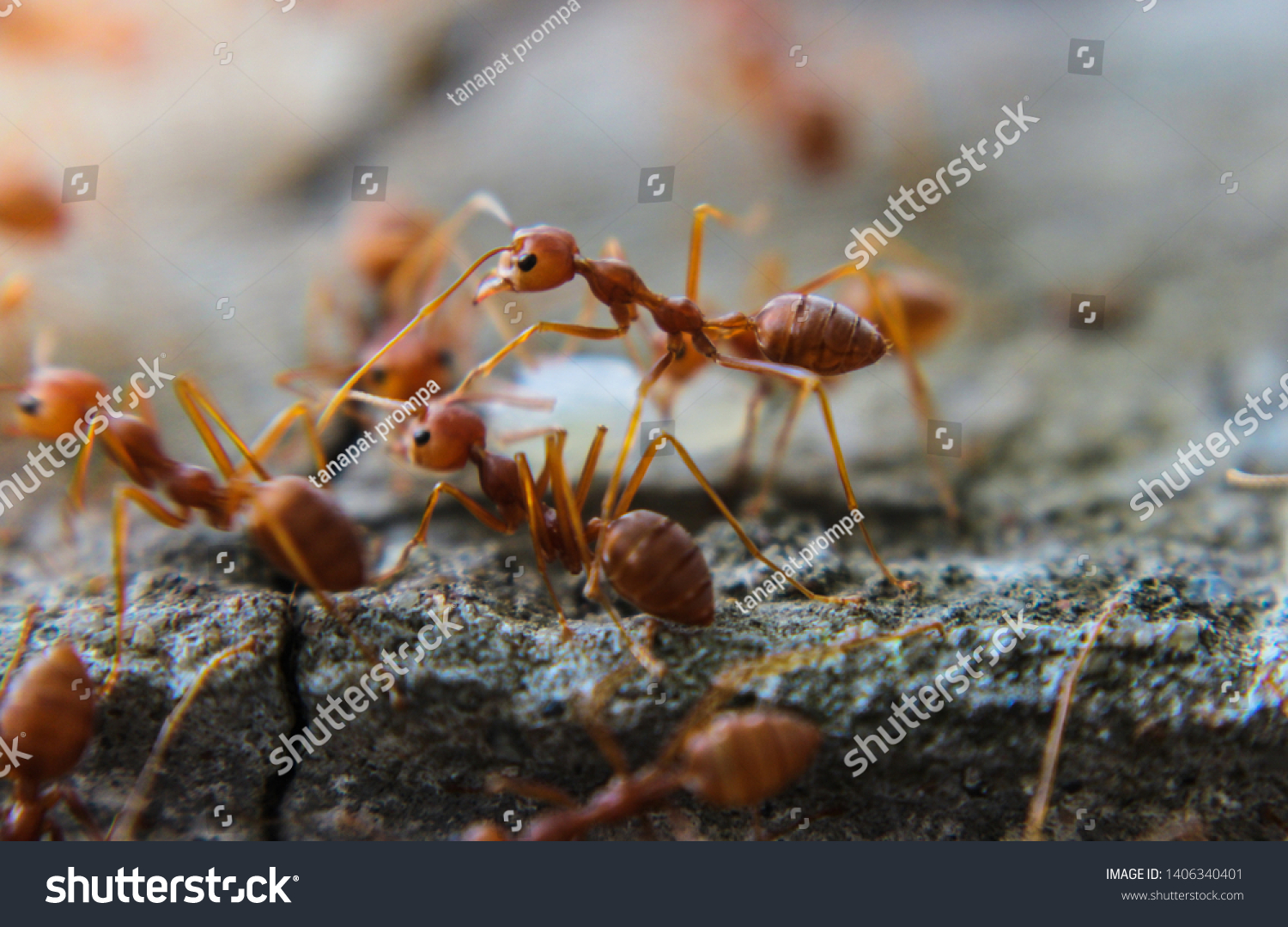 Red imported fire ant,Action of fire ant #1406340401