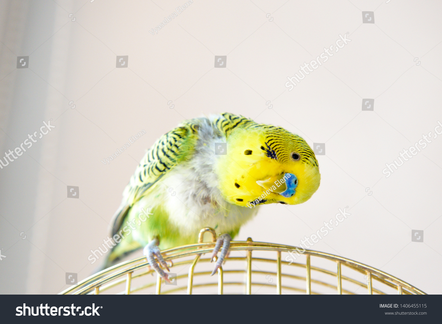 Domestic budgy parrot on cage, poultry with a health problem after moulting. A green Budgerigar with plucked breast, without feathers. #1406455115