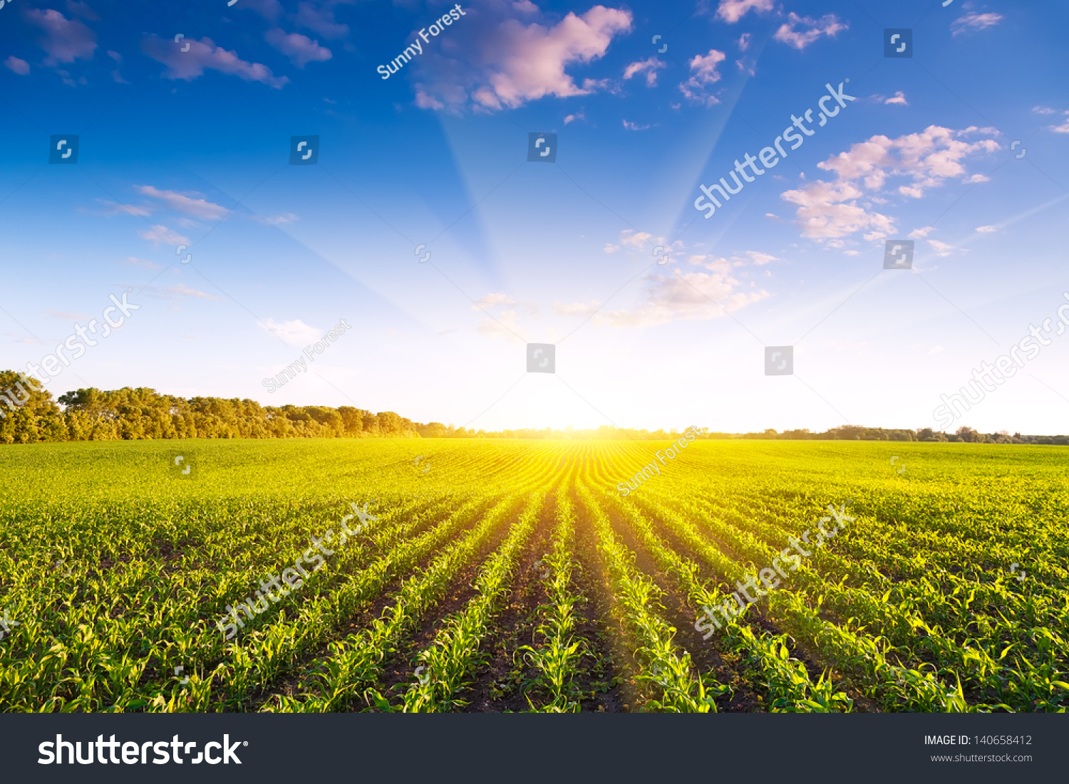 Corn field #140658412