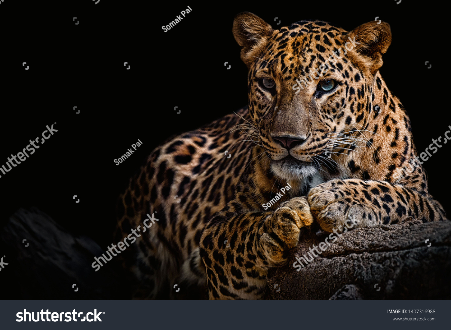 Leopard resting on a log against a black background #1407316988