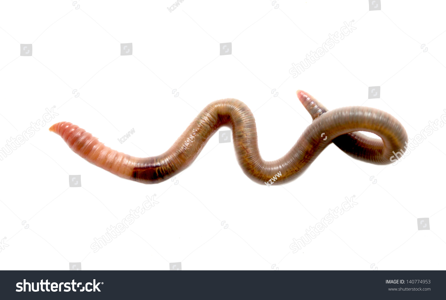 Close  up of earthworm #140774953