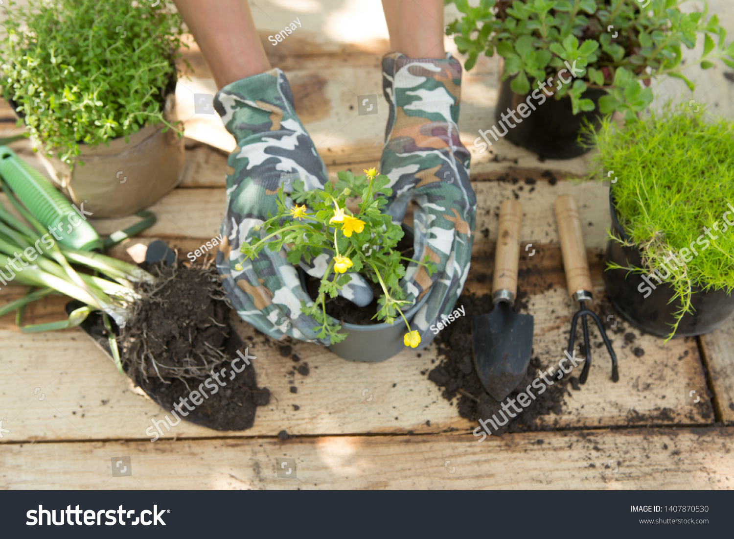 Seedlings, plants in pots and garden tools on the wooden table, green trees blurred background - gardening concept #1407870530