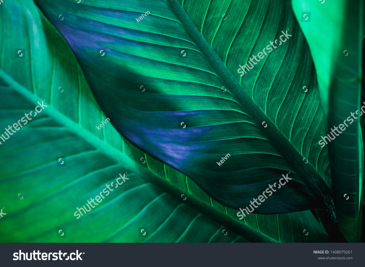 abstract green leaf texture, nature background, tropical leaf #1408079261