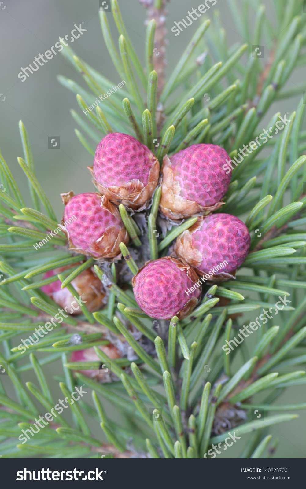 Fresh cones of Picea abies, the Norway spruce or European spruce #1408237001
