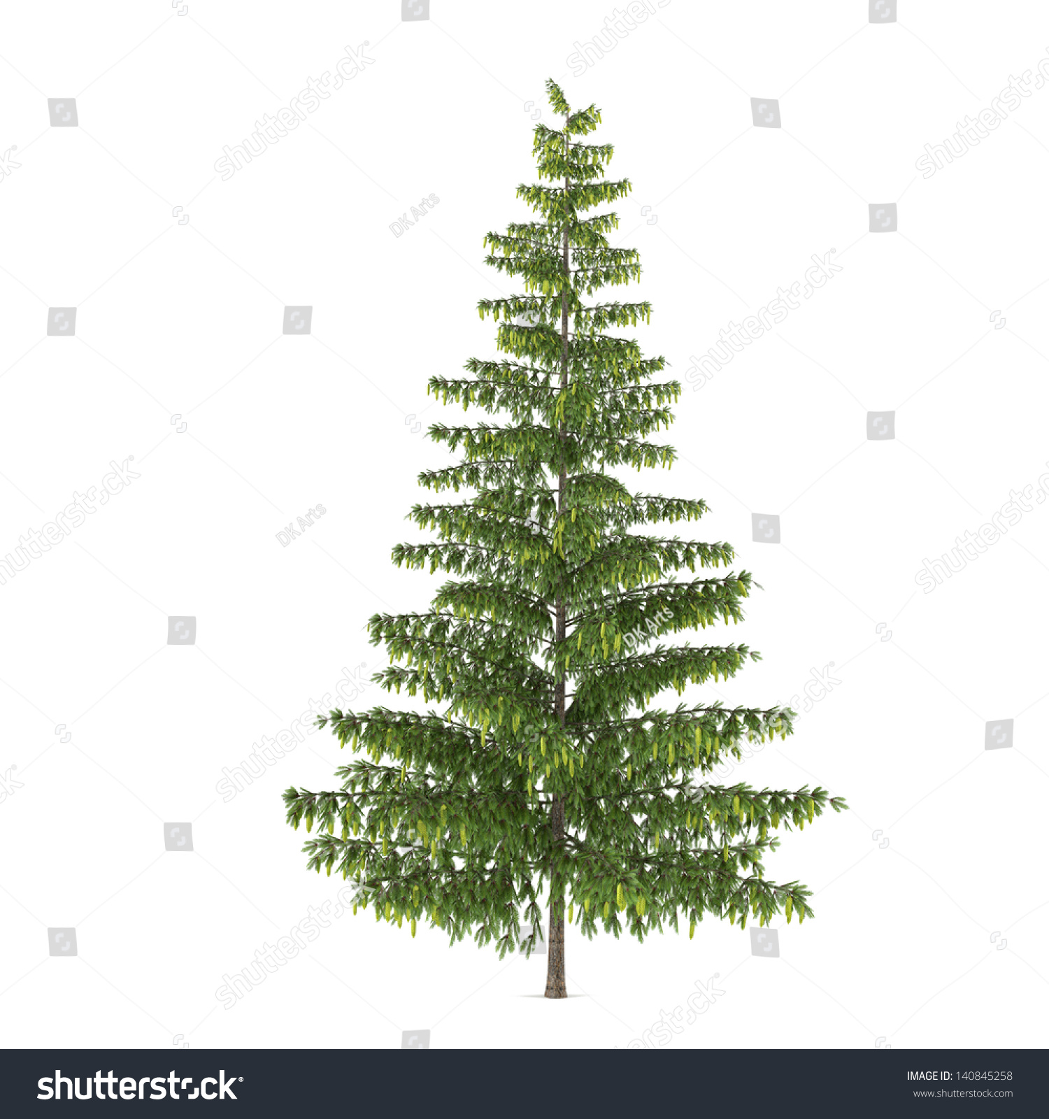 Tree isolated. Pinus  fir-tree #140845258