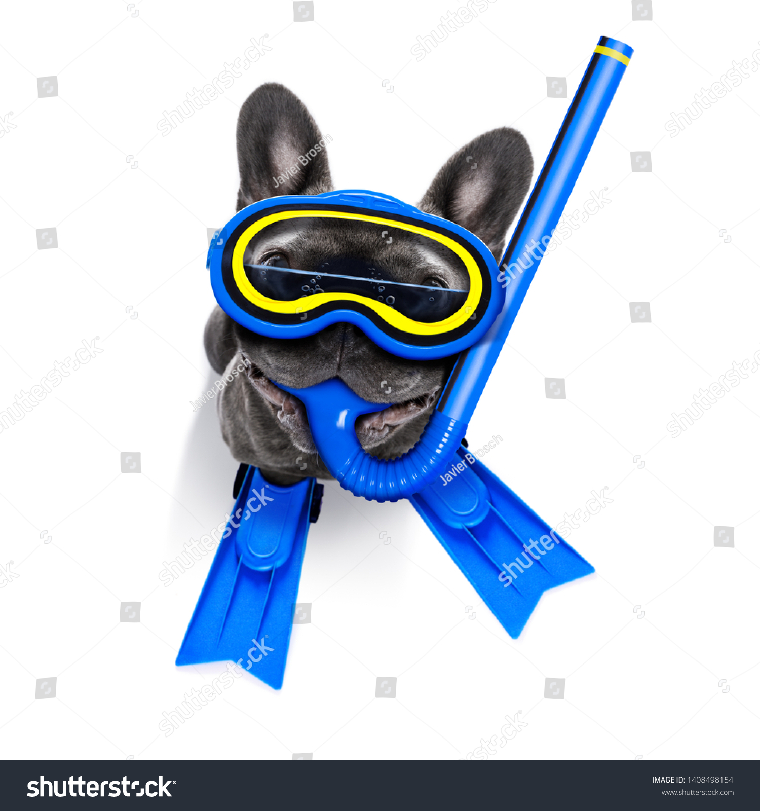 Snorkeling scuba diving french bulldog dog  with mask and fins ,  isolated on white background #1408498154