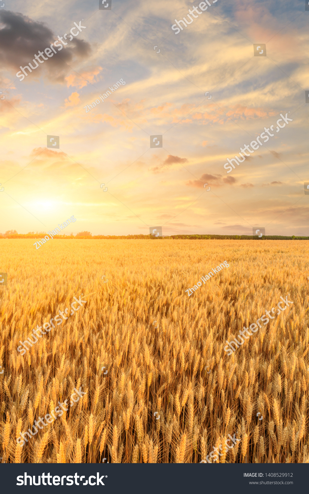 Wheat crop field sunset landscape #1408529912