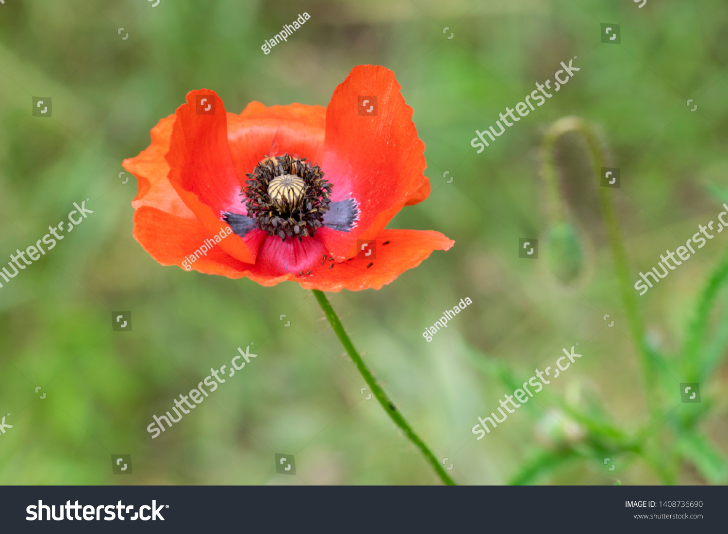 isolated close up red flower of poppy #1408736690