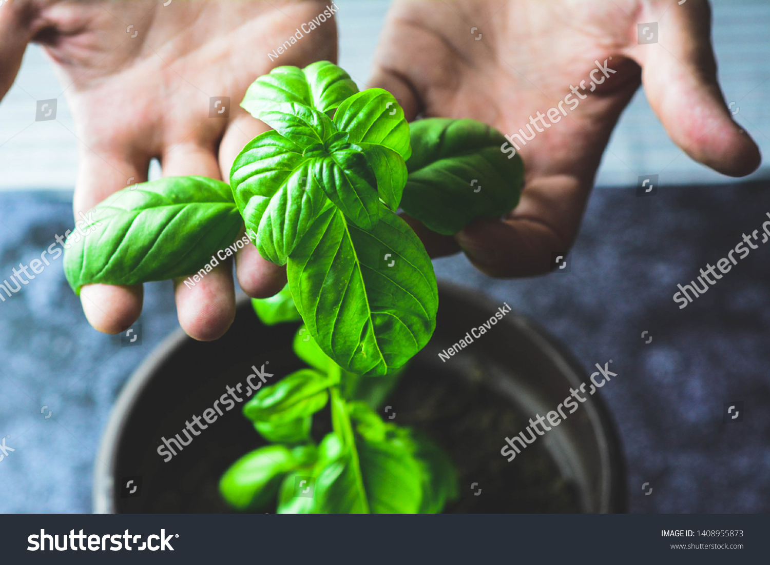 Male hands holding leaves of fresh organic basil. Copy space. Lifestyle concept. Horizontal, selective focus. #1408955873