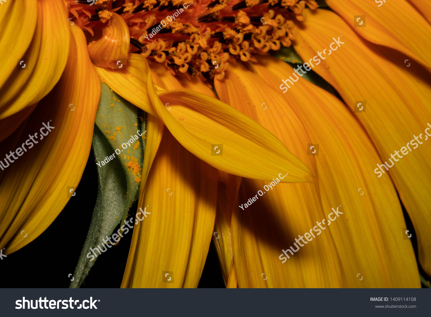 Different perspectives of a beautiful sunflower. #1409114108