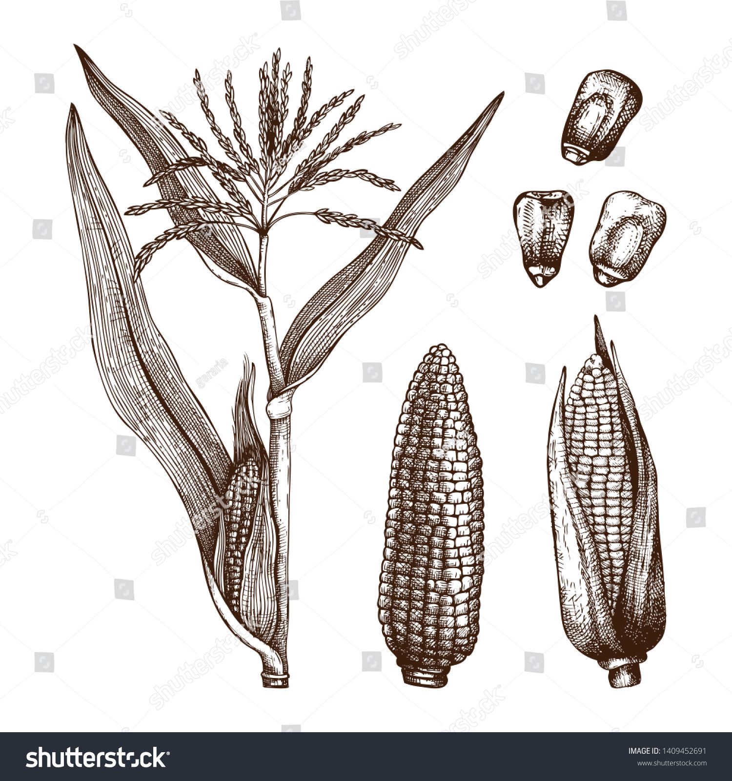 Hand drawn corn illustration. Vector maize sketches set. With Maize plant, corn cob and grains. Botanical drawing of vintage cereal plants drawing. Great for packaging, menu, label. High detailed. #1409452691