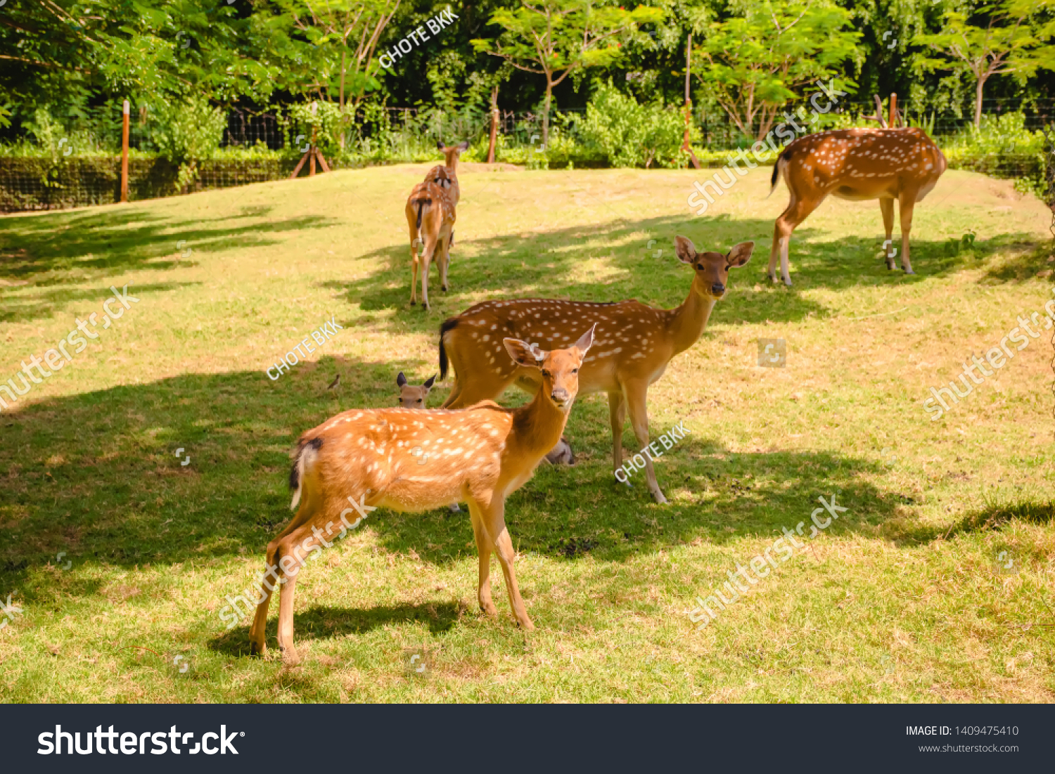 Chital deer. Chital deer or spotted deer standing in nature #1409475410
