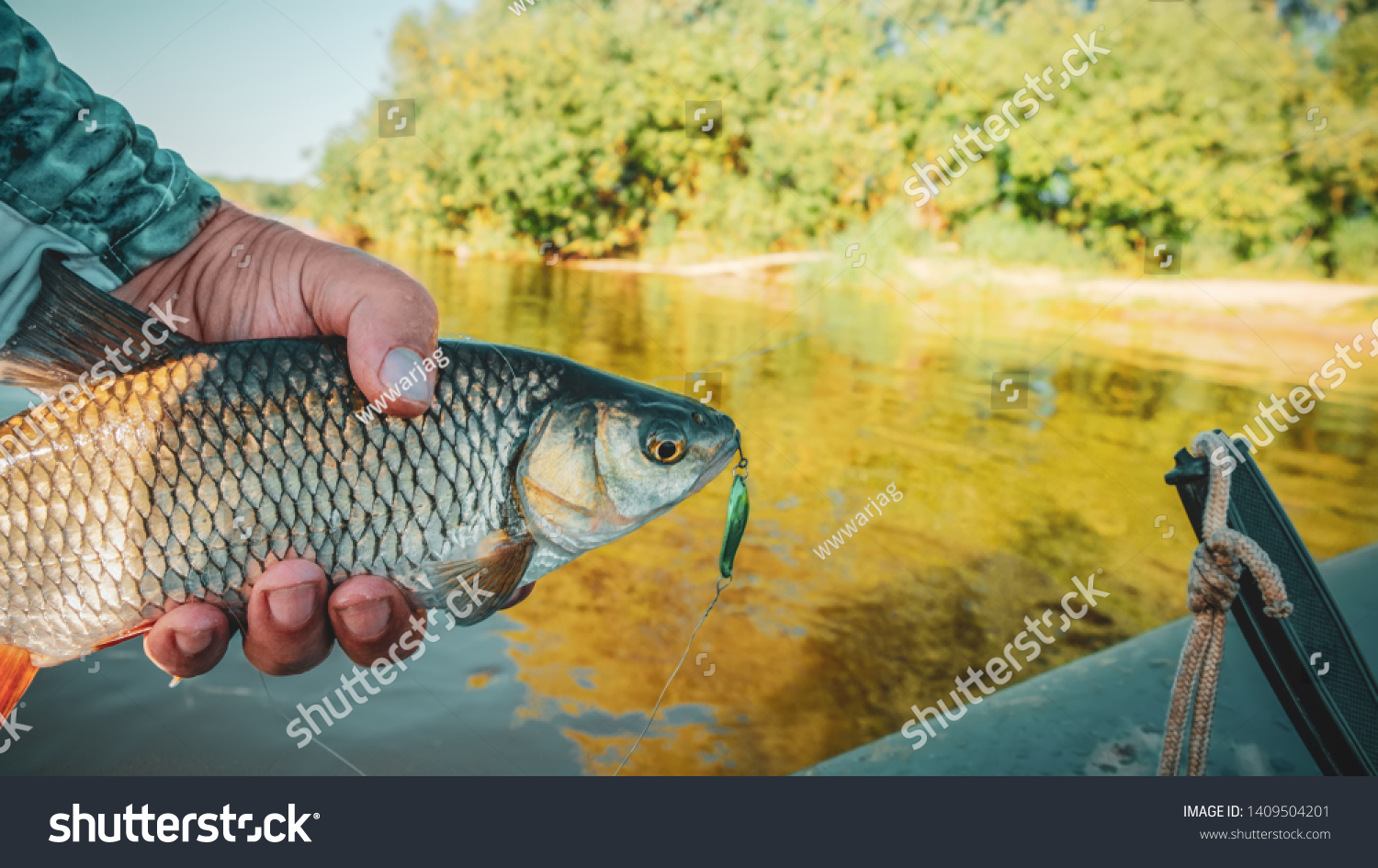 Fish in the hand of an angler. Chub. #1409504201