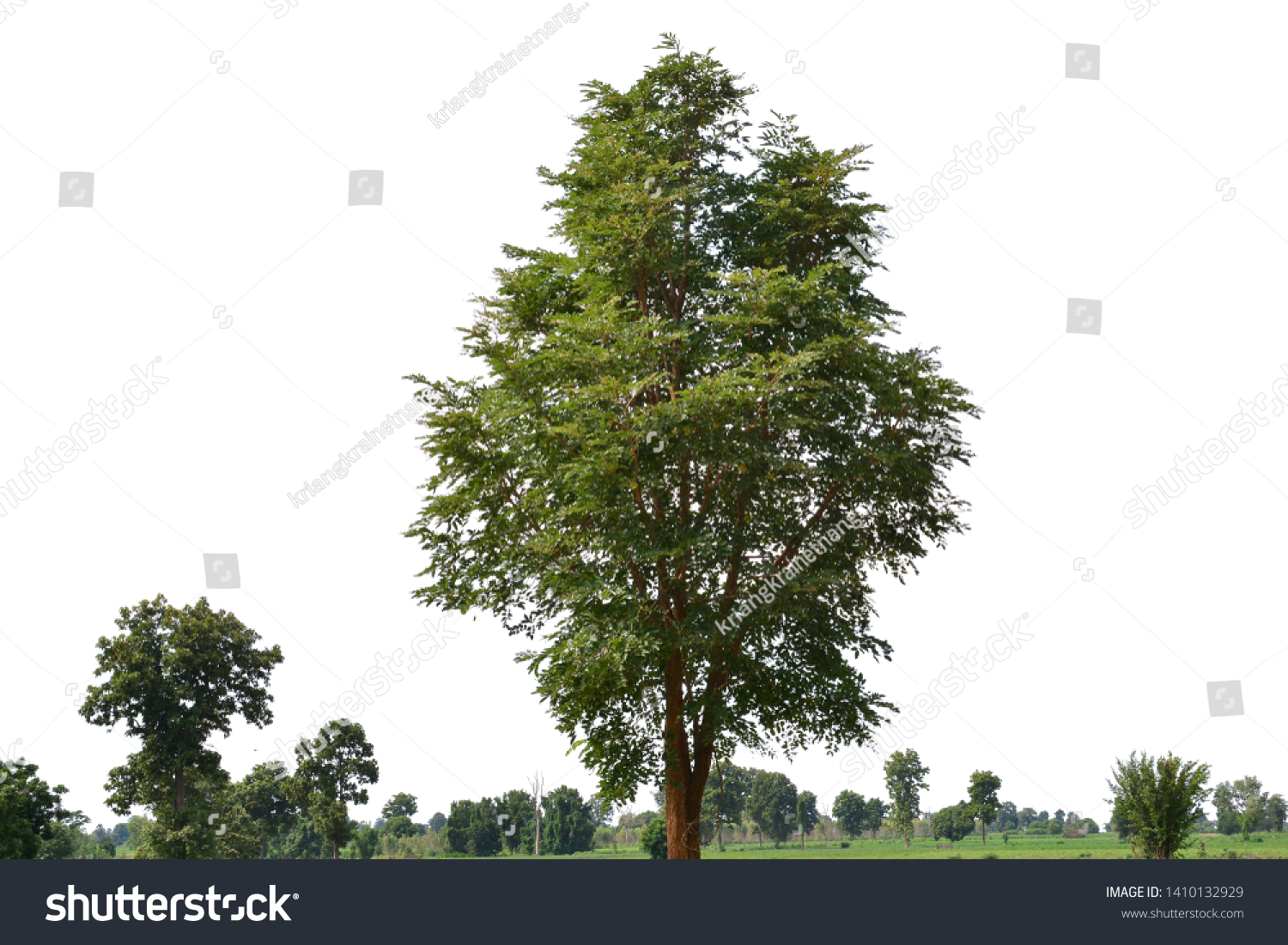 Isolated tree on white background #1410132929