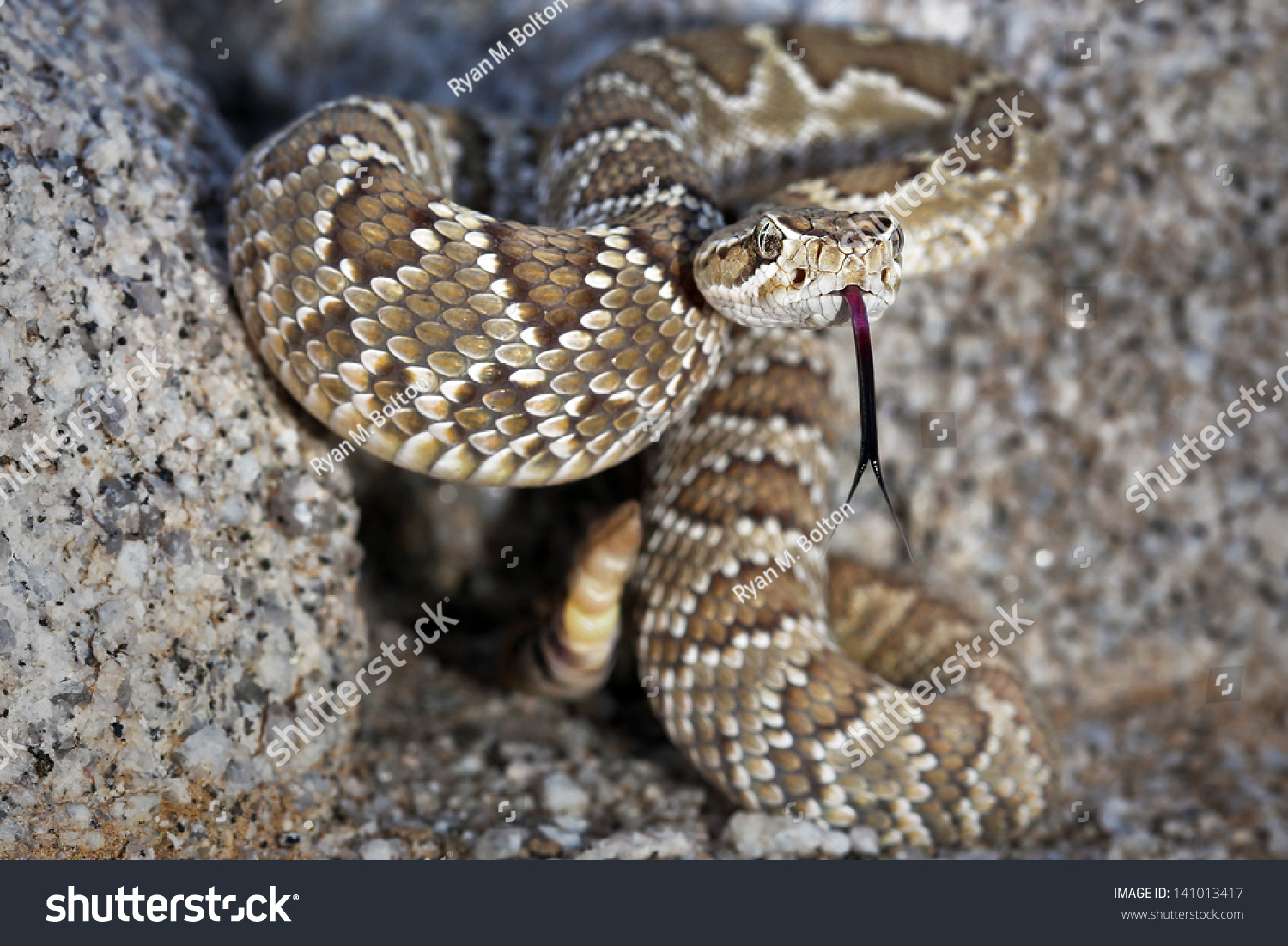 A Mojave or Mohave Rattlesnake (Crotalus scutulatus) rattles and flicks tongue in Arizona, USA.  This is the most dangerous snake in the USA. It is perhaps best known for its potent neurotoxic venom. #141013417