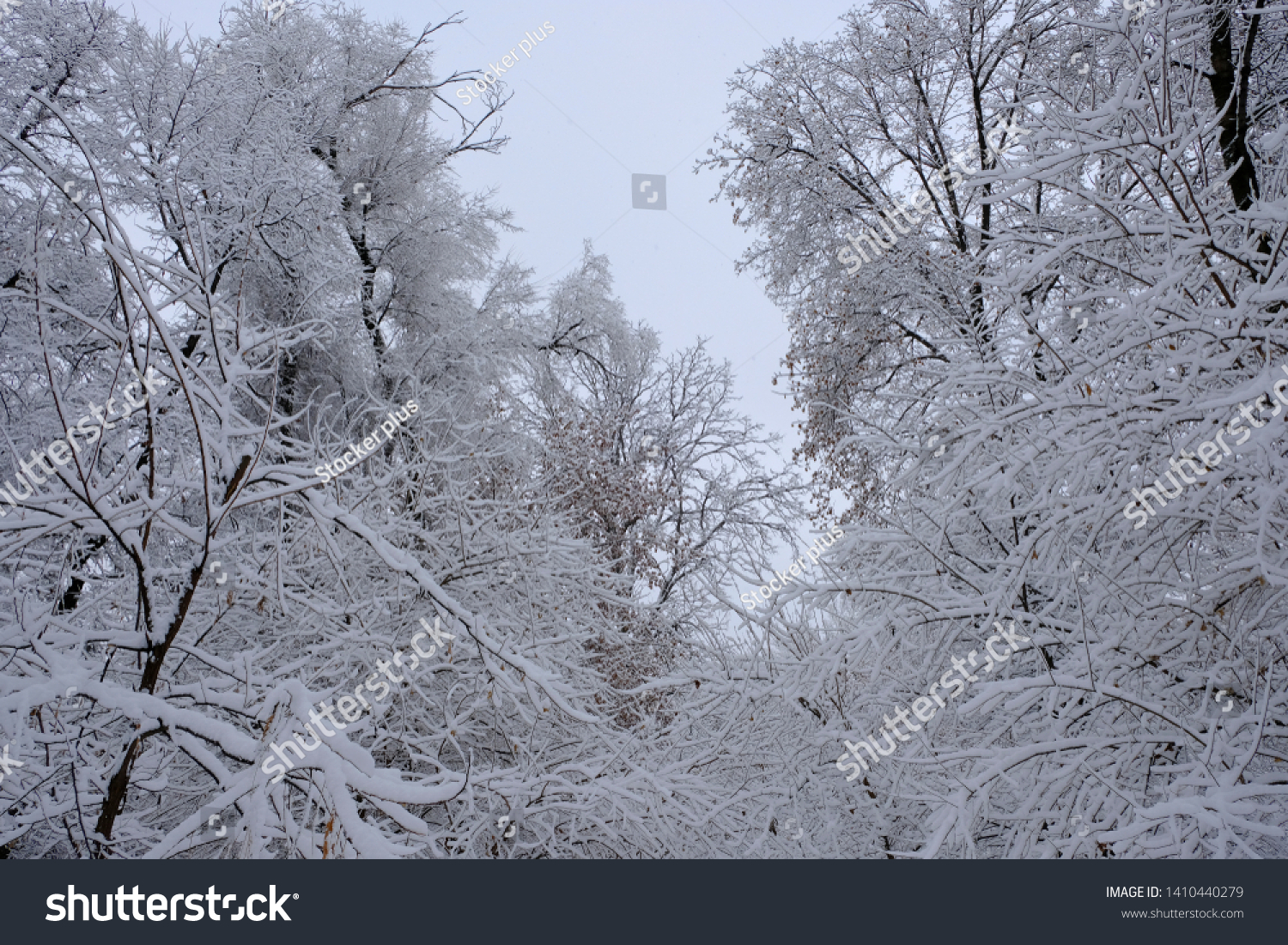 Winter landscape with trees cowered with snow after snowfall. Snowfall concept. #1410440279