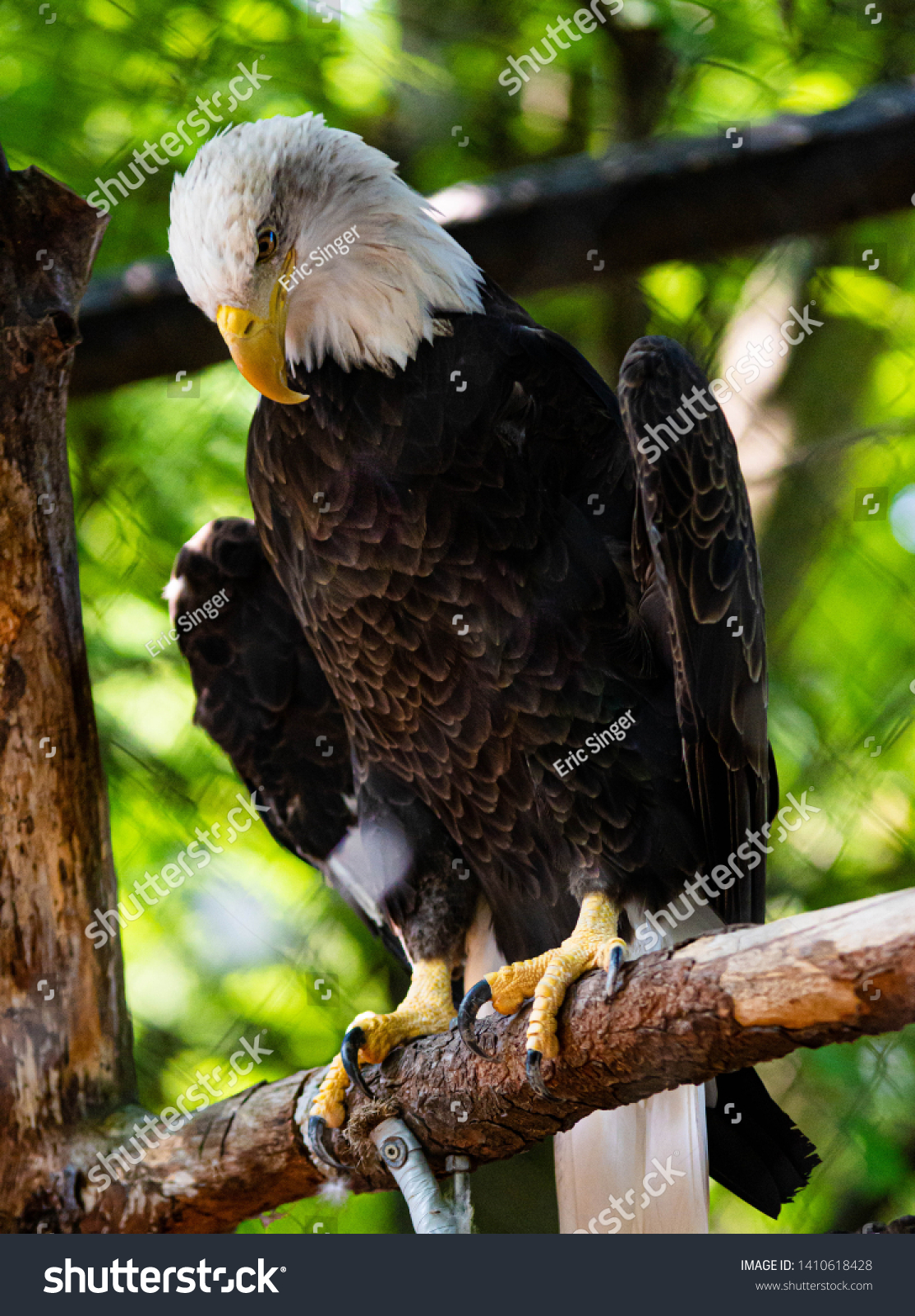 Close up of a beautiful bald eagle. The bald eagle can represent strength, resilience, and American pride. It is a symbol of courage and persistence. #1410618428