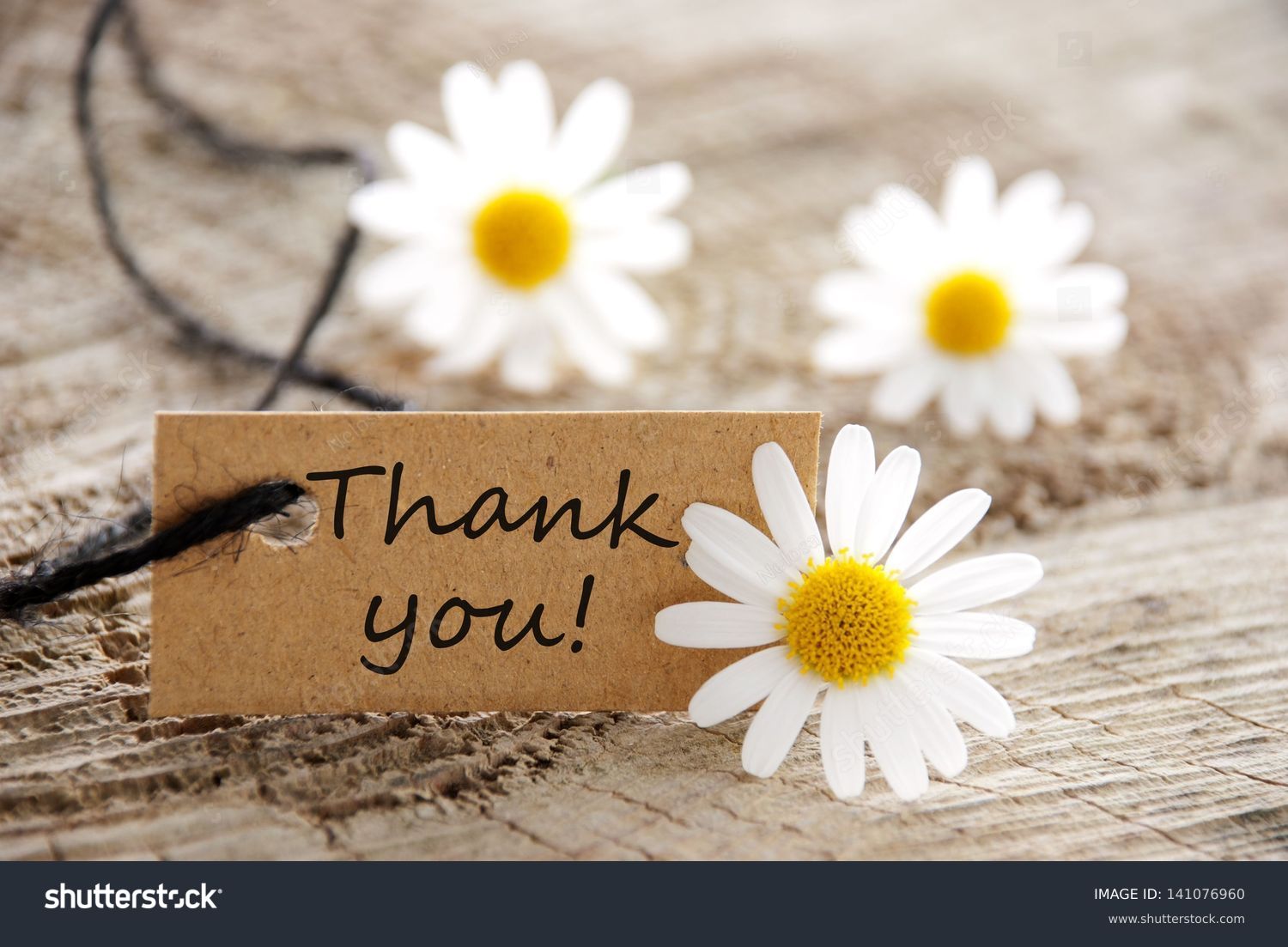 a natural looking banner with thank you and white blossoms as background #141076960