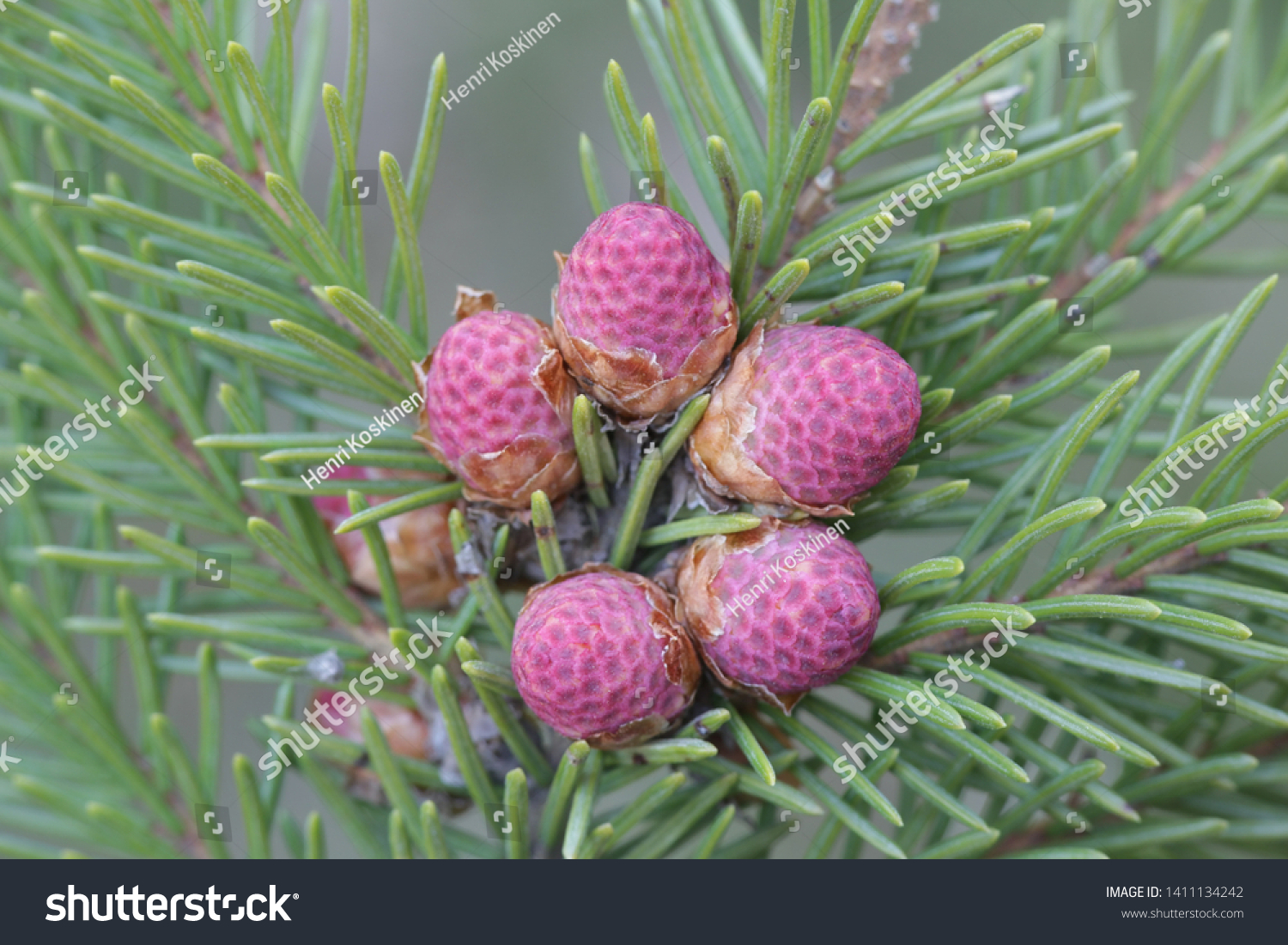 Fresh cones of Picea abies, the Norway spruce or European spruce #1411134242