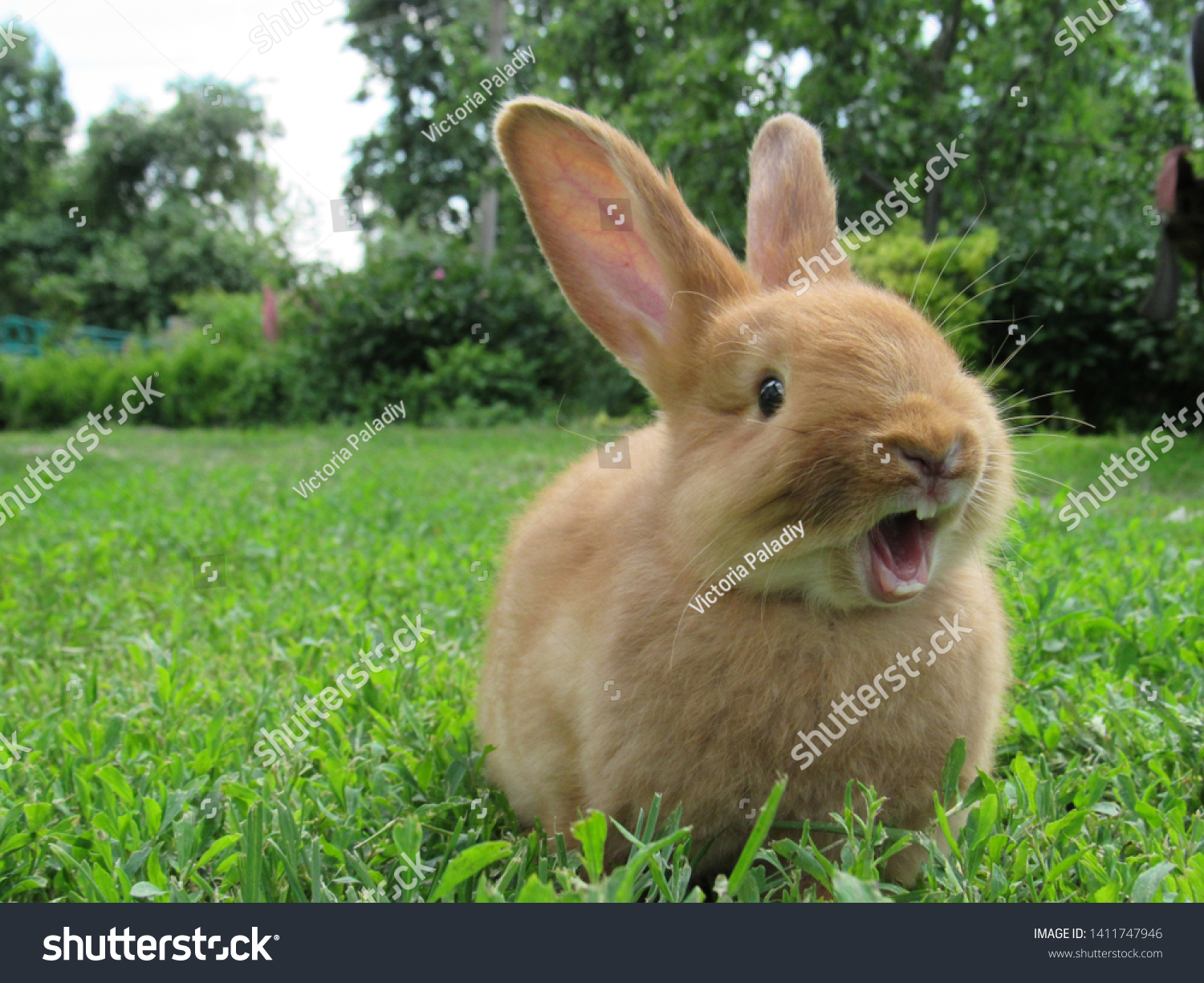Red rabbit on green grass. Home decorative rabbit outdoors. Little bunny. Rabbit with open mouth is yawning. easter bunny. #1411747946