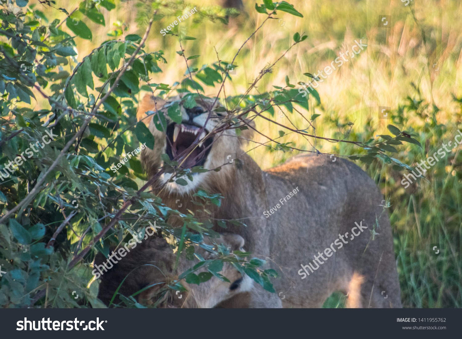 Young male lion opening wide near brother near Kruger National Park #1411955762