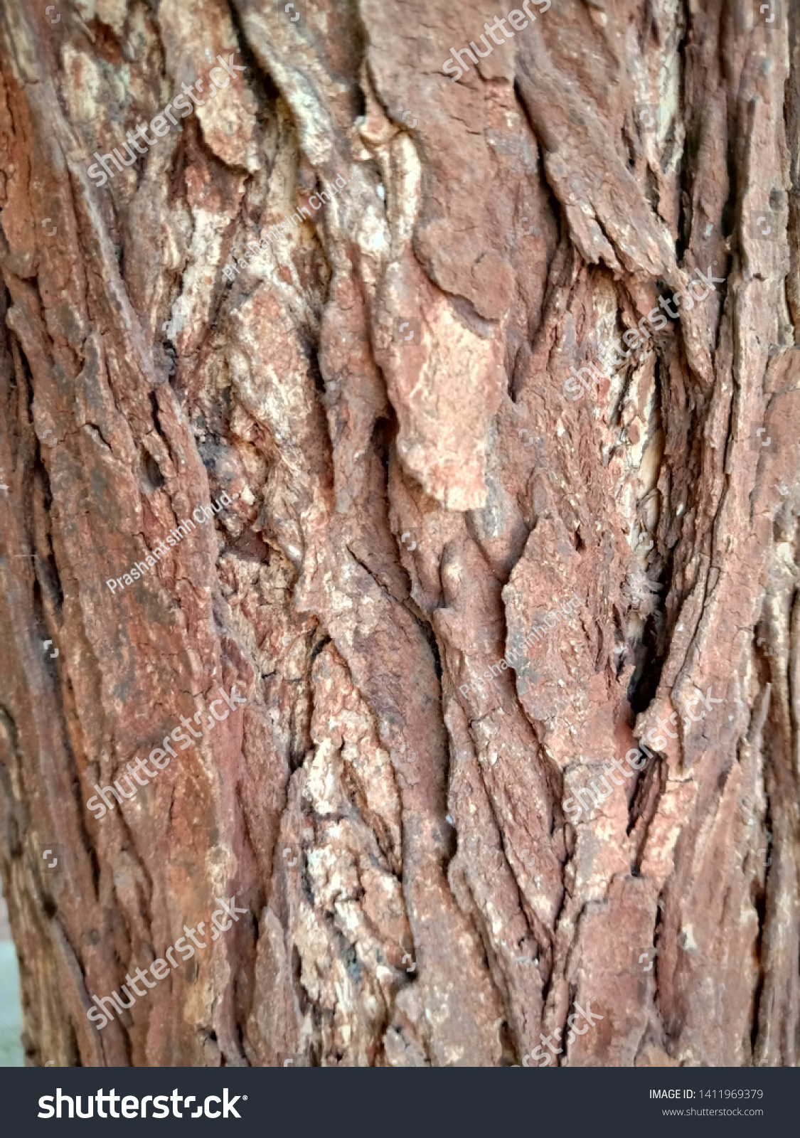 Wooden Bark of the Neem tree #1411969379