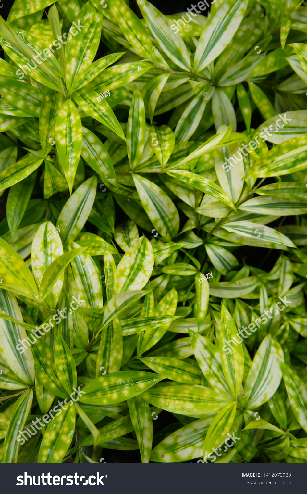 Dracaena surculosa sunny day green leaves background vertical vertical #1412070989