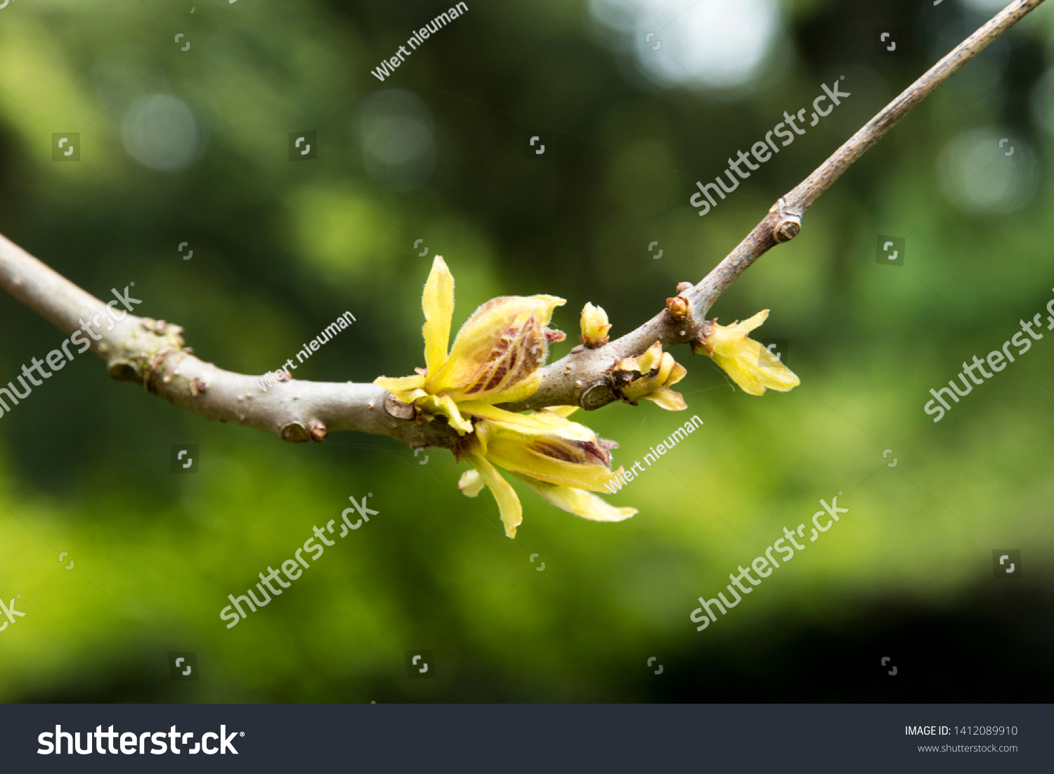 Sprouting in spring from Catalpa bignonioides 'Aurea' #1412089910
