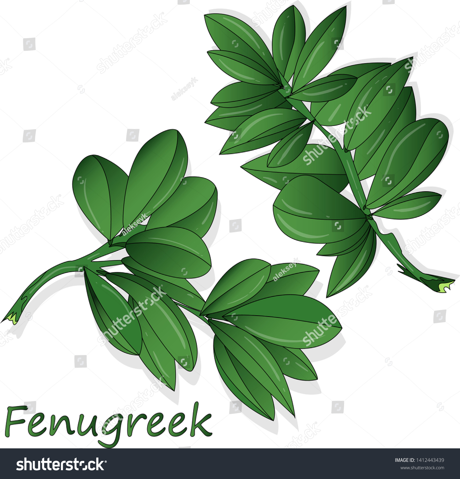 Methi, fenugreek leaves vector illustration on Royalty Free Stock