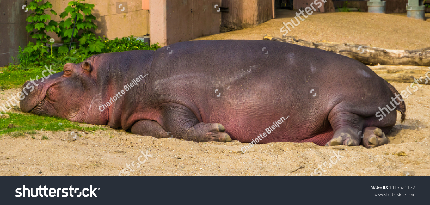 closeup of a common hippo sleeping, semi aquatic mammal from Africa, Vulnerable tropical animal specie #1413621137