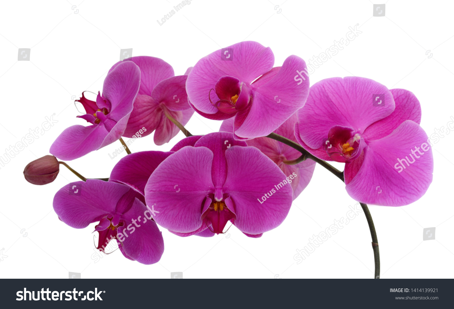 beautiful purple Phalaenopsis orchid flowers, isolated on white background #1414139921
