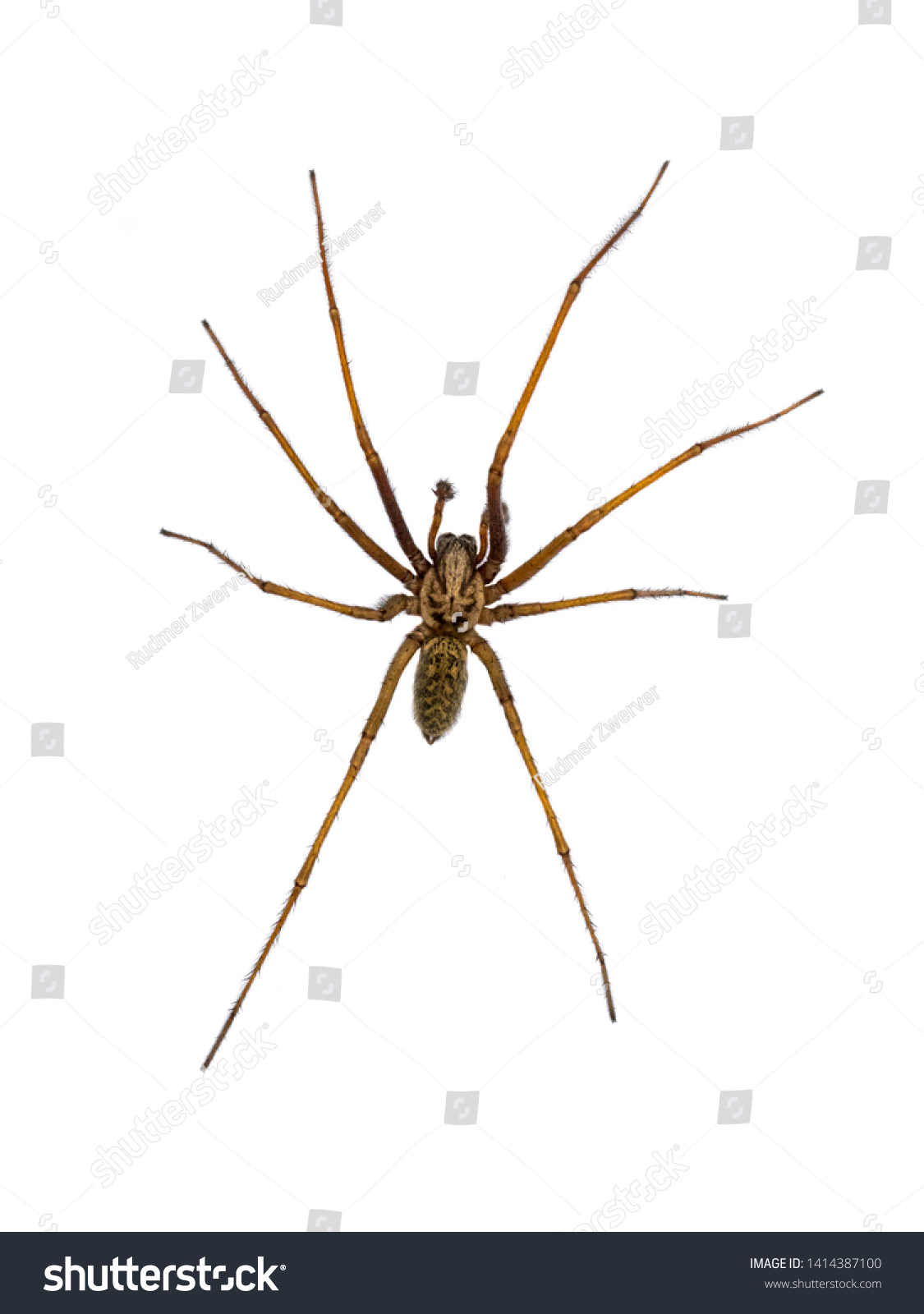 Giant house spider (Eratigena atrica) top down view of arachnid with long hairy legs isolated on white background #1414387100