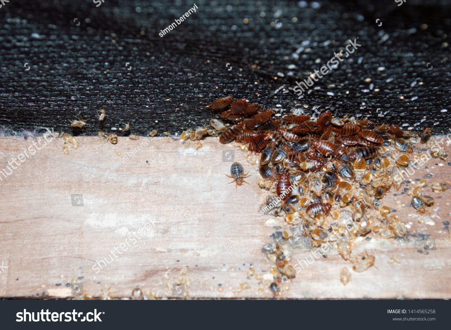 Cimex lectularius or bedbugs infest a wooden bed frame in city centre apartment building while being revealed by a pest control professional prior to treatment with pesticides. #1414565258