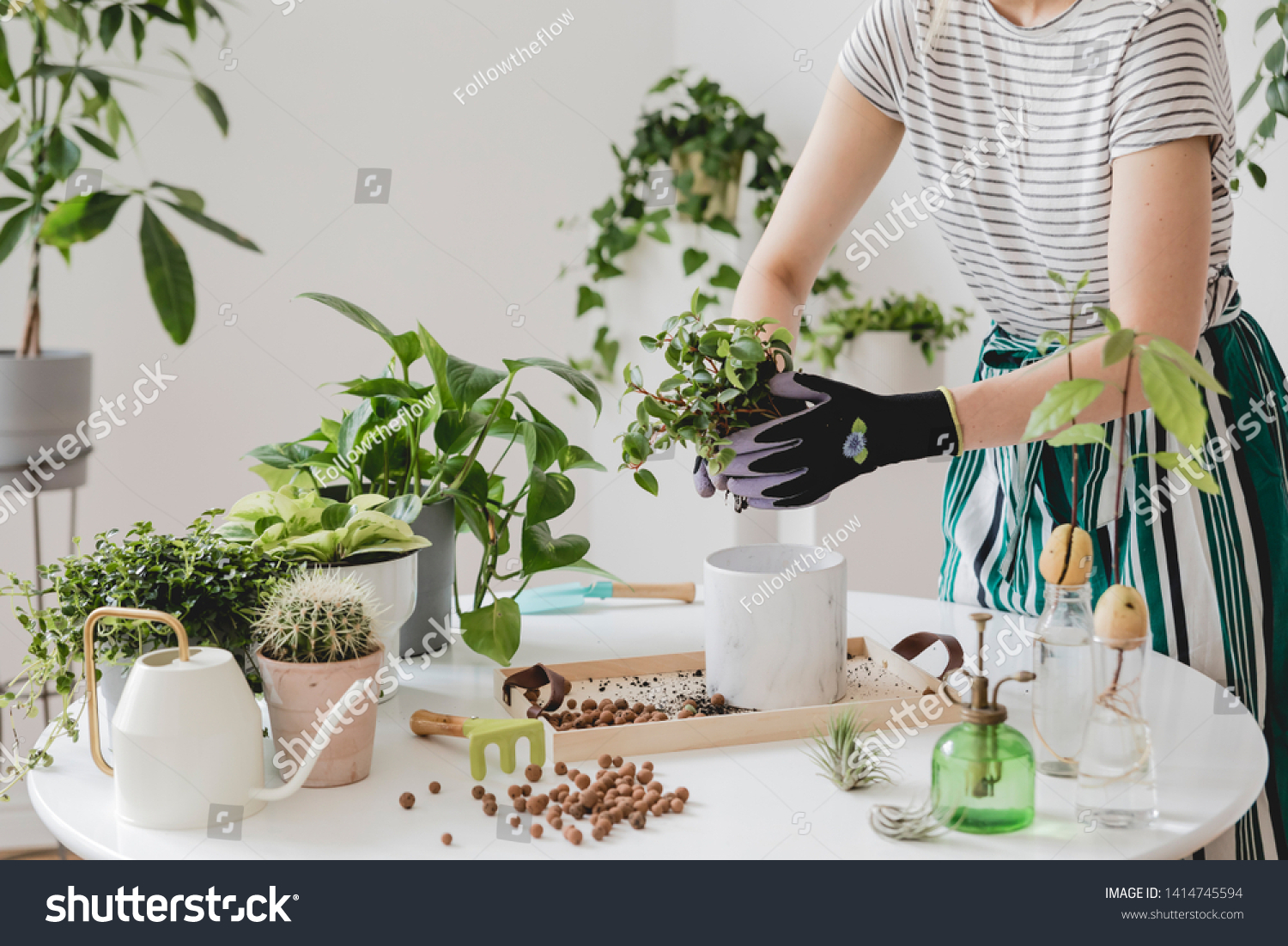 Woman gardeners transplanting plant in ceramic pots on the white wooden table. Concept of home garden. Spring time. Stylish interior with a lot of plants. Taking care of home plants. Template. #1414745594
