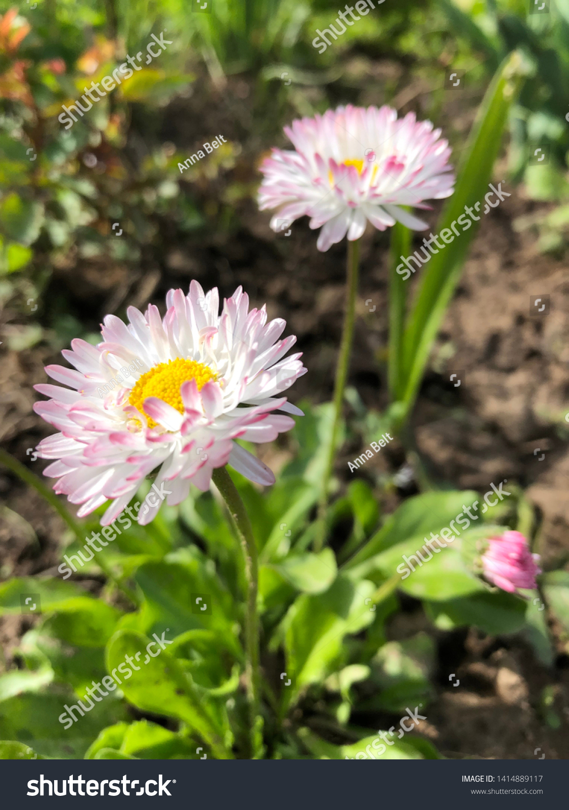 Flowering of daisies.  Gardening concept.  European species of daisy, of the Asteraceae family, sometimes called common daisy, lawn daisy or English daisy #1414889117