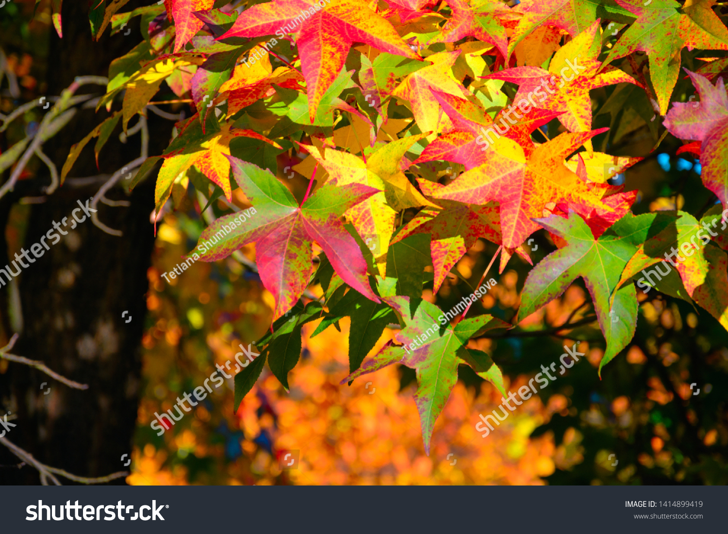 Maple foliage in sunny day. Autumn background #1414899419