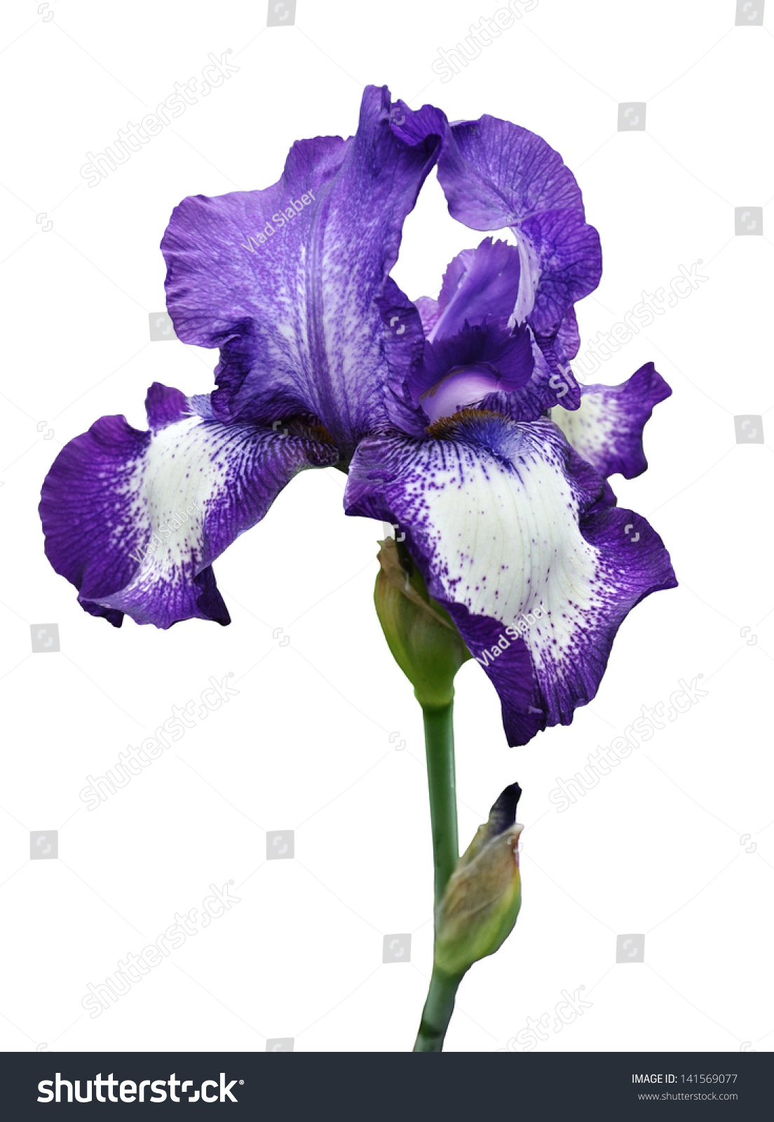 violet iris flower isolated on white background #141569077