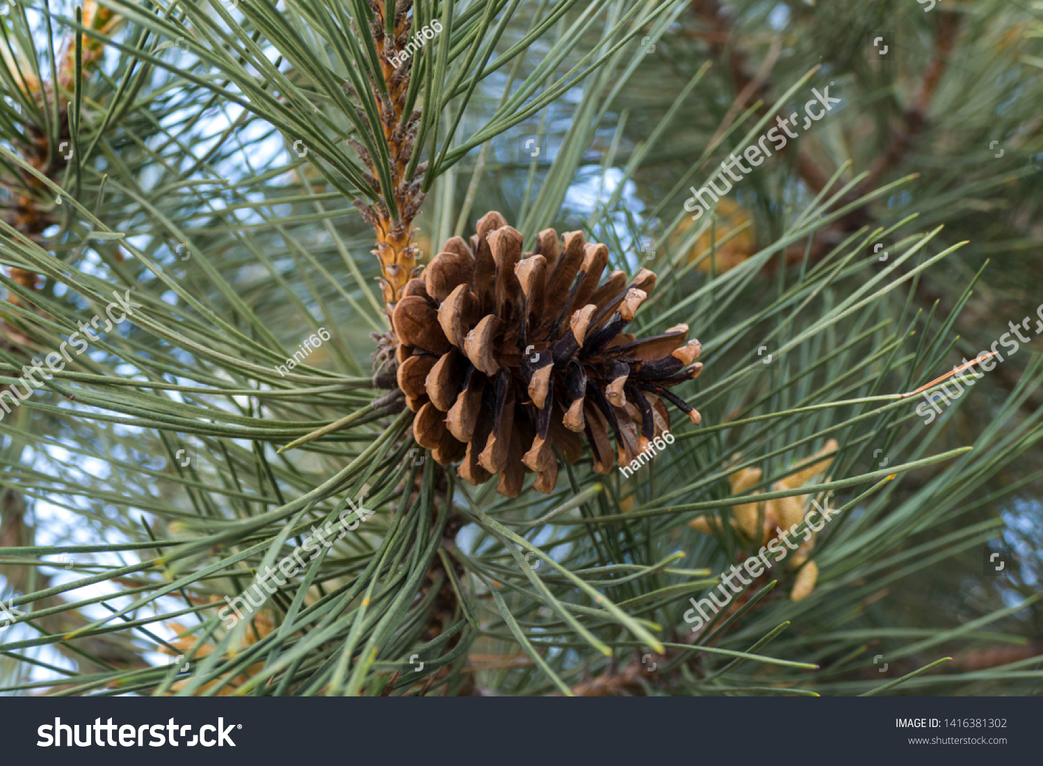 pine cones on pine trees, #1416381302