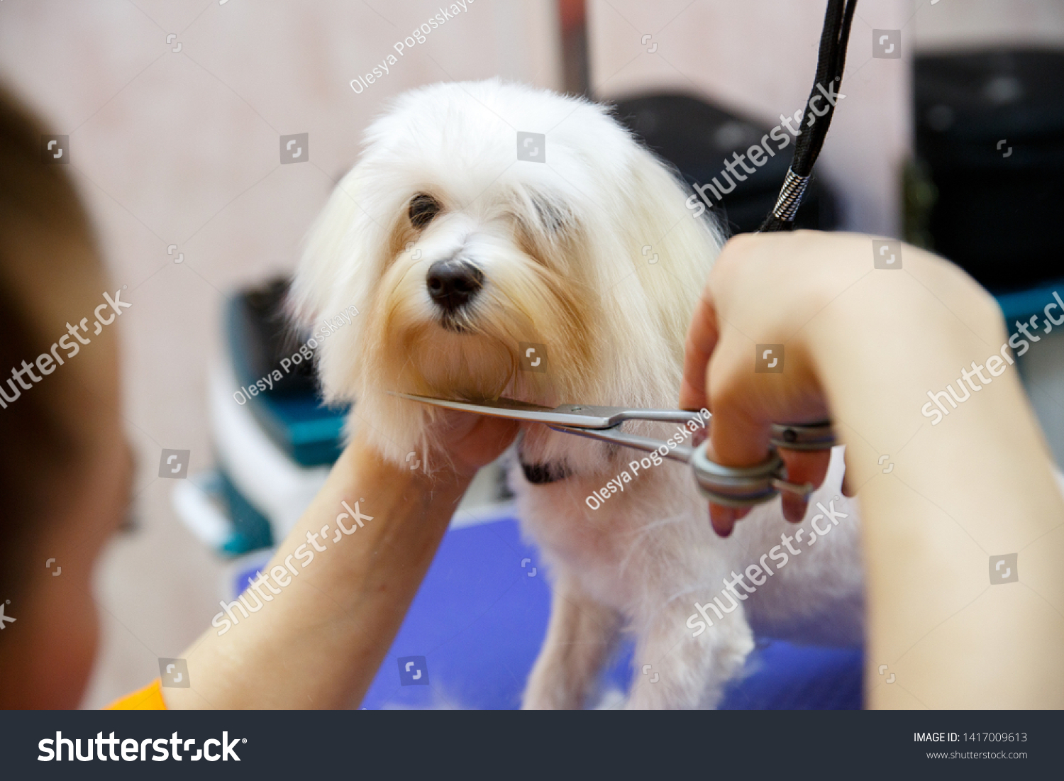 white poodle in the grooming salon, get a haircut/ Grooming animals, grooming, drying and styling dogs, combing wool. Grooming master cuts and shaves, cares for a dog. #1417009613