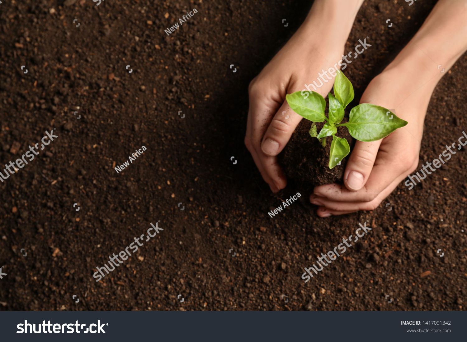 Woman holding green seedling on soil, top view. Space for text #1417091342