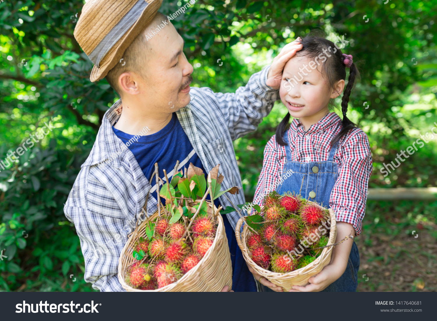 asian gardener family harvest organic rambutan fruit in farm, they feeling happy in family time, child learning and development, asian father use hand touch on head of asian children #1417640681