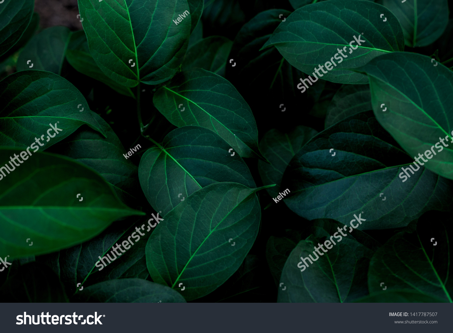 tropical leaves, abstract green leaves texture, nature background #1417787507
